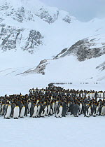 King penguins (Aptenodytes patagonicus) huddled together in group in storm, Right Whale Bay, South Georgia, November