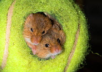 Two Harvest mice (Micromys minutus) looking out of nest in a tennis ball, Norfolk, UK