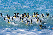 King penguin (Aptenodytes patagonicus) group bathing, St Andrews Bay, South Georgia, November