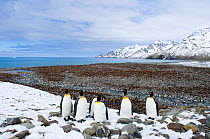 King penguin (Aptenodytes patagonicus) colony, St Andrews Bay, South Georgia, November