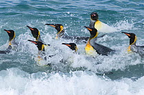 King penguins (Aptenodytes patagonicus) bathing in sea, St Andrews Bay, South Georgia, November