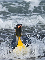 King penguin (Aptenodytes patagonicus) in sea, South Georgia