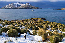 Macaroni penguins (Eudyptes chrysolophus) colony in Cooper Bay, South Georgia, November 2006