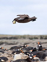 Falkland / Brown skua (Stercorarius antarcticus) in flight carrying a stolen Gentoo penguin egg (Pygoscelis papua) Sea Lion Island, Falklands
