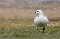 Male Upland goose (Chloephaga picta leucoptera) in snow, Sea Lion Island, Falklands, November