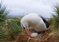 Black browed albatross (Thalassarche / Diomedea  melanophrys) turning egg, Steeple Jason Island, Falklands, November