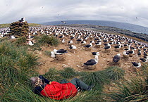 Black browed albatross (Thalassarche / Diomedea  melanophrys) colony incubating eggs with a tourist in foreground photographing, Steeple Jason Island, Falklands, November 2006
