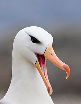 Black-browed albatross (Thalassarche melanophrys) calling during courtship, Steeple Jason Island, Falklands, November