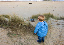 Child looking at Grey seal (Halichoerus grypus) pup on beach, Norfolk, UK, December 2006, model released