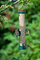 Goldfinches (Carduelis carduelis) on bird feeder, UK