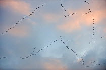 Pink footed geese (Anser brachyrynchus) leaving roost on the Wash at dawn, Snettisham, Norfolk, UK