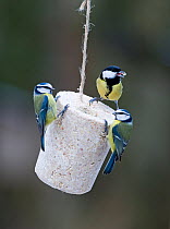 Two Blue tits (Parus caeruleus) and a Great tit (Parus major) on fat feeder, UK