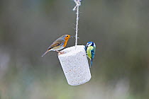 Robin (Erithacus rubecula) and Blue Tit (Parus caeruleus) feeding on fat feeder in garden, Norfolk, UK