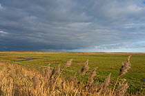 Stormy sky over grazing marsh viewed from the East Bank, Cley, Norfolk, UK, January 2009