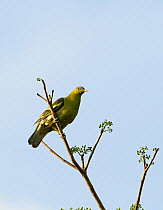 Pompadour green pigeon (Treron pompadora) perched at the top of a tree, Subic, Luzon, Philippines