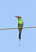 Blue-throated bee-eater (Merops viridis) perched on wire, Luzon, Philippines