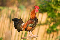 Fighting cock tied to post, crowing, Narra, Palawan, Philippines