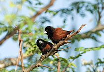 Two Chestnut / Black headed Munias (Lonchura atricapilla) perched in tree, Palawan, Philippines