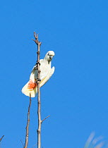 Philippine / Red vented cockatoo (Cacatua haematuropygia) perched, Narra, Palawan, Philippines, critically endangered species