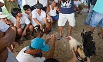 People gathered in a circle in the matching shed for a cock fight, Narra, Palawan, Philippines, March 2009
