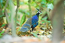 Palawan peacock-Pheasant (Polyplectron napoleonis) on ground, Puerto Princesa, Palawan, Philippines