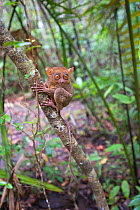 Philippine tarsier (Tarsius syrichta) clinging to branch, Bohol, Philippines