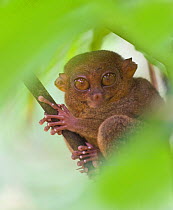 Philippine tarsier (Tarsius syrichta) on branch, Bohol, Philippines