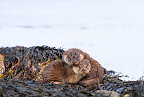 Two Otter (Lutra lutra) cubs, 3 months, Shetland, Scotland, April
