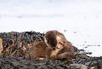 Two Otter (Lutra lutra) cubs playing, 3 months, Shetland, Scotland, April