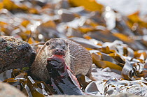 Female Otter (Lutra lutra) with large lumpsucker, Shetland, Scotland, April