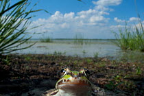 European edible frog (Rana esculenta) by Lake Belau, June 2009