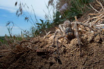 Wolf spider {Lycosa vultuosa} near its burrow, South Moldova, June 2009
