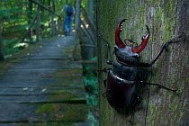 Male Stag beetle {Lucanus cervus} on a post with a hiker walking crossing a wooden bridge in the background, Codrii Reserve, Central Moldova, June 2009