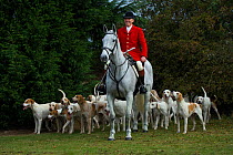 The huntsman is surrounded by the pack of foxhounds at the opening meet of the Quorn Hunt, in Leicestershire, England, UK. October 2009