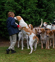 A modern foxhound licking a boy at the opening meet of the Quorn Hunt, in Leicestershire, England, UK.  October 2009