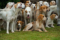 The pack of modern foxhounds, kennelled in Melton Mowbray, waits near the huntsman at the opening meet of the Quorn Hunt, in Leicestershire, England, UK.  October 2009