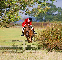 A whipper-in, wearing the traditional hunting attire, jumps a post and rail fence at the opening meet of the Quorn Hunt, in Leicestershire, England, UK.  October 2009