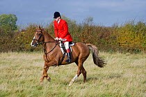A whipper-in wearing the traditional hunting attire rides at the opening meet of the Quorn Hunt, in Leicestershire, England, UK.  October 2009.
