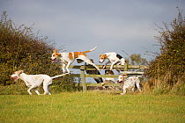 Modern foxhounds happily jump a fence at the opening meet of the Quorn Hunt, in Leicestershire, England, UK.  October 2009