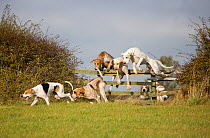 Modern foxhounds happily jump a fence at the opening meet of the Quorn Hunt, in Leicestershire, England, UK.  October 2009