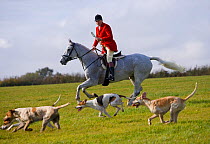 A whipper-in, wearing the traditional hunting attire, and the modern foxhounds run at the opening meet of the Quorn Hunt, in Leicestershire, England, UK.  October 2009