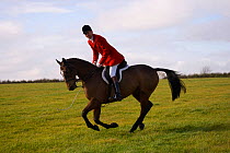 A whipper-in, wearing the traditional hunting attire, canters at the opening meet of the Quorn Hunt, in Leicestershire, England, UK.  October 2009