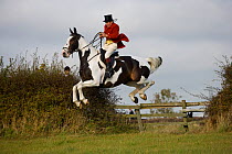 A gentleman, wearting a top hat and the traditional hunting attire, jumps a fence at the opening meet of the Quorn Hunt, in Leicestershire, England, UK.  October 2009