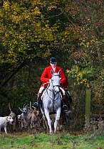 The pack of modern foxhounds and two whippers-in get out of the woods, at the opening meet of the Quorn Hunt, in Leicestershire, England, UK.  October 2009