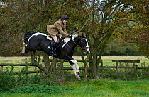 A young woman jumps a fence at the opening meet of the Quorn Hunt, in Leicestershire, England, UK.  October 2009