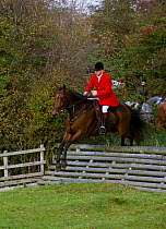 A gentleman, wearing the traditional hunting attire, jumps a tigertrap fence at the opening meet of the Quorn Hunt, in Leicestershire, England, UK.  October 2009