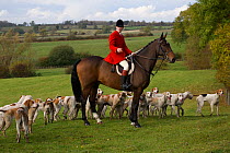 The huntsman is surrounded by the hounds at the opening meet of the Quorn Hunt, in Leicestershire, England, UK.  October 2009