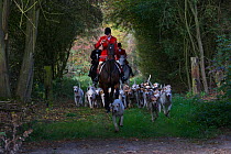The huntsman, blowing horn, rides surrounded by the hounds at the opening meet of the Quorn Hunt, in Leicestershire, England, UK.  October 2009.