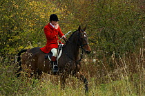 The huntsman, wearing the traditional hunting attire, walks in the woods at the opening meet of the Quorn Hunt, in Leicestershire, England, UK.  October 2009