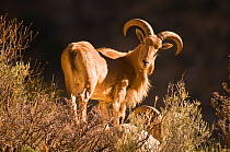 Mountain barbary sheep (Ammotragus lervia), Guadalupe Mountains National Park, west Texas, USA, January, A species introduced from north Africa